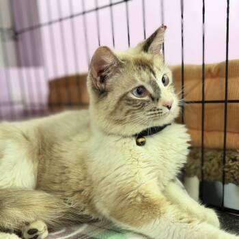 Siamese Cats Available for Adoption in Boerne, Texas - Derby Day | PetCurious
