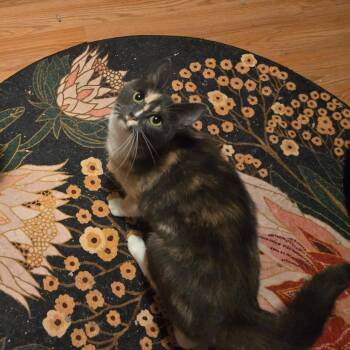 MUÑECA -  Domestic Short Hair Cat for Adoption in East Greenwich, Rhode Island - MUÑECA | PetCurious