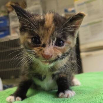 Domestic Short Hair Cats Available for Adoption in Houston, Texas - Honeybee | PetCurious