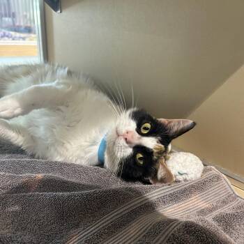 Domestic Short Hair Cats Available for Adoption in Leander, Texas - Nacho | PetCurious