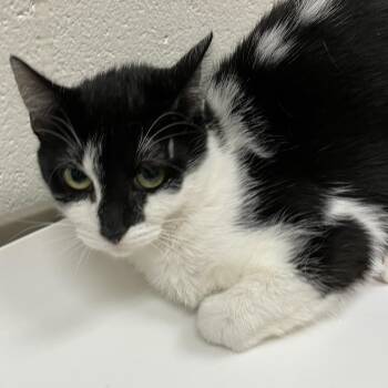 Domestic Short Hair Cats Available for Adoption - Aubrey | PetCurious