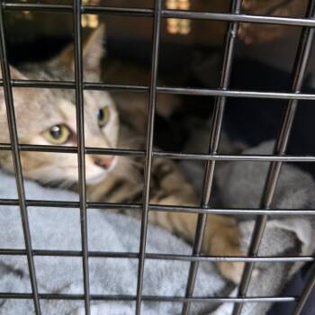 Shadow -  Domestic Short Hair Cat Available for Adoption in Eureka Springs, Arkansas - Shadow | PetCurious
