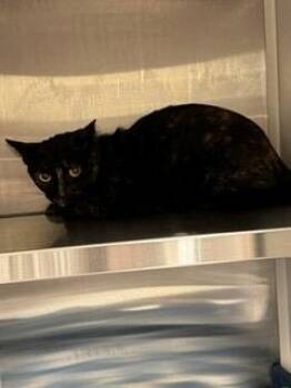 Pawdrey Hepburn -  Domestic Short Hair Cat for Adoption in Sidney, Ohio - Pawdrey Hepburn | PetCurious