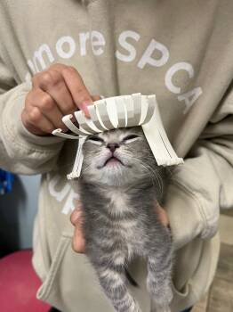 Petrie -  Domestic Short Hair Cat Available for Adoption in Peru, New York - Petrie | PetCurious