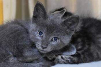 Domestic Short Hair Cats Available for Adoption in Kansas City, Missouri - Phlox | PetCurious