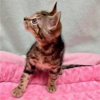 Ontario -  Tabby Cat for Adoption in Green Valley, Arizona - Ontario | PetCurious