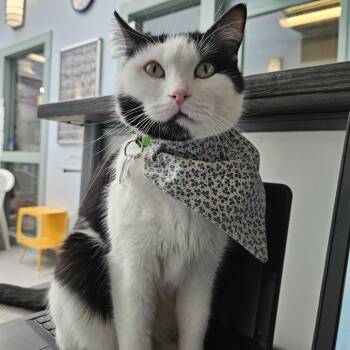 Rescue Domestic Short Hair Cats for Adoption in Lakewood, Colorado - Bruneta | PetCurious