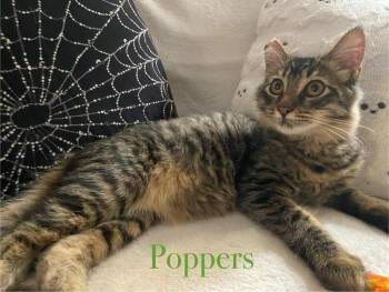 Rescue Domestic Short Hair Cats for Adoption in Oceanside, California - Popper | PetCurious