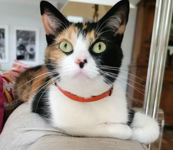 Maggie -  Domestic Short Hair Cat for Adoption in Houston, Texas - Maggie | PetCurious