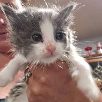 Cora -  Domestic Medium Hair Cat for Adoption in Klamath Falls, Oregon - Cora | PetCurious