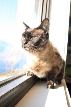 Domestic Short Hair Cats Available for Adoption - Elsa | PetCurious