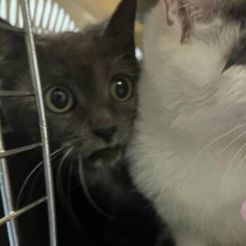 Domestic Short Hair Cats Available for Adoption - Pepperoni | PetCurious