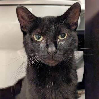 Hey Jessie -  Domestic Short Hair Cat for Adoption in Chicago, Illinois - Hey Jessie | PetCurious