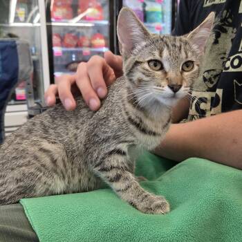 Venus -  Tabby Cat for Adoption - Venus | PetCurious