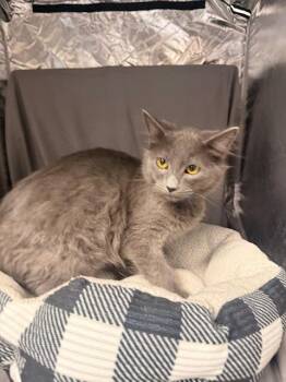 BENNY -  Domestic Medium Hair Cat for Adoption in Grovetown, Georgia - BENNY | PetCurious