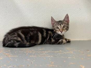 Thumbs -  Domestic Short Hair Cat for Adoption in Lunenburg, Massachusetts - Thumbs | PetCurious