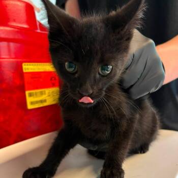 Chase -  Domestic Short Hair Cat for Adoption in Huntington, West Virginia - Chase | PetCurious