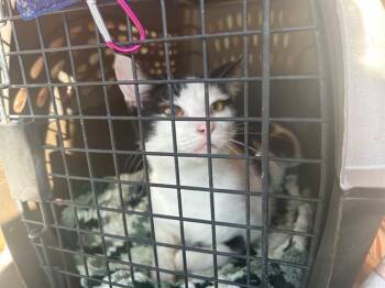 Domestic Short Hair Cats Available for Adoption - CLINT WESTWOOD | PetCurious