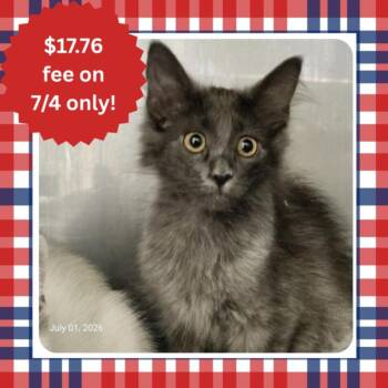 TWIN 1 -  Domestic Medium Hair Cat for Adoption in Santa Cruz, California - TWIN 1 | PetCurious