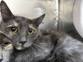 Teresa -  Domestic Long Hair Cat for Adoption in El Paso, Texas - Teresa | PetCurious