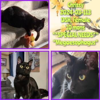Rescue Domestic Short Hair Cats for Adoption in Winder, Georgia - 2024-03-113 Chrissy | PetCurious