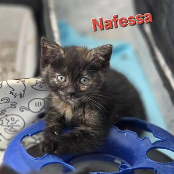 Nafessa -  Domestic Short Hair Cat for Adoption in Pittsburgh, Pennsylvania - Nafessa | PetCurious