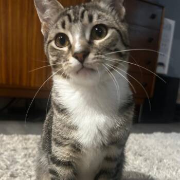 Bombolini - Bonded to Semifreddo -  Domestic Short Hair Cat for Adoption in Middleton, Wisconsin - Bombolini - Bonded To Semifreddo | PetCurious