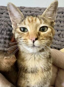 Rescue Domestic Short Hair Cats for Adoption in Chicago, Illinois - Matilda 1 | PetCurious