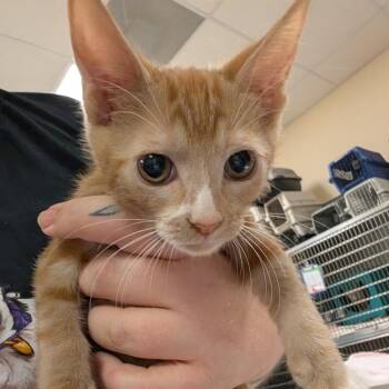 Cheese Curd -  Domestic Short Hair Cat for Adoption in Titusville, Florida - Cheese Curd | PetCurious