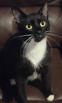 Rescue Tuxedo Cats for Adoption in Capshaw, Alabama - AUDI | PetCurious