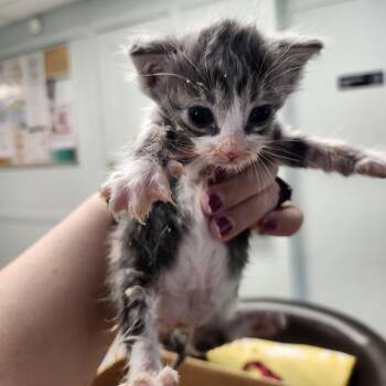 Mouse -  Domestic Short Hair Cat for Adoption in Tulsa, Oklahoma - Mouse | PetCurious