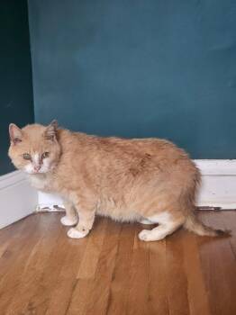 Sylvester -  Domestic Short Hair Cat for Adoption in Johnson City, Tennessee - Sylvester | PetCurious