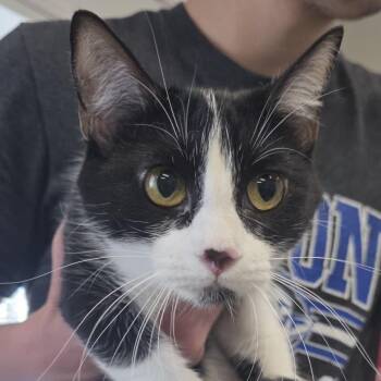 Magpie -  Domestic Short Hair Cat for Adoption in Kingman, Kansas - Magpie | PetCurious