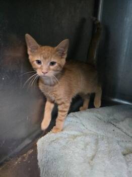 Mango -  Domestic Short Hair Cat for Adoption in Boston, Kentucky - Mango | PetCurious