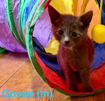 Goose -  Domestic Short Hair Cat Available for Adoption in Leonardtown, Maryland - Goose | PetCurious
