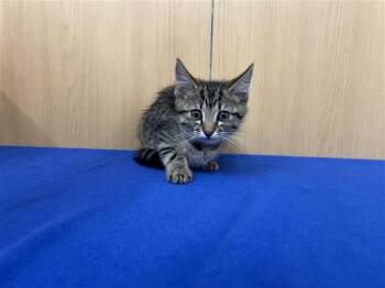 JESSIE -  Domestic Short Hair Cat for Adoption in Brentwood, Missouri - JESSIE | PetCurious