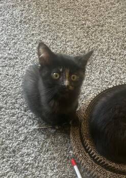 Ruby -  Domestic Short Hair Cat for Adoption in Dayton, Minnesota - Ruby | PetCurious