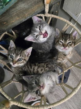 Rescue Domestic Short Hair Cats for Adoption in White Bluff, Tennessee - Page | PetCurious