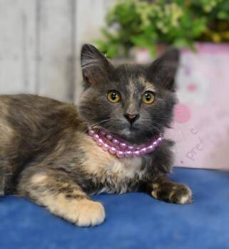 Grace -  Domestic Long Hair Cat for Adoption in Roanoke, Texas - Grace | PetCurious