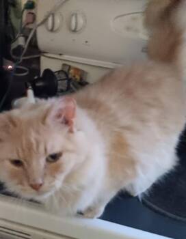 Domestic Long Hair Cats Available for Adoption - Danielle | PetCurious