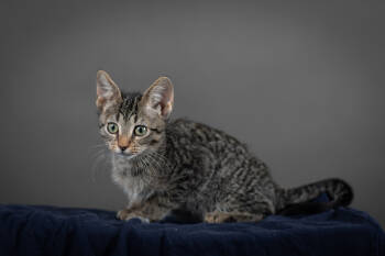 Rescue Domestic Short Hair Cats for Adoption in Fort Collins, Colorado - Marigold | PetCurious