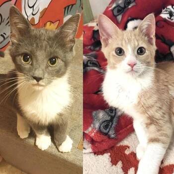 Bennie & Brody -  Domestic Short Hair Cat for Adoption in New York, New York - Bennie & Brody | PetCurious
