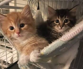 Betsy -  Domestic Medium Hair and Domestic Short Hair Cat for Adoption in Fairfax, Virginia - Betsy | PetCurious