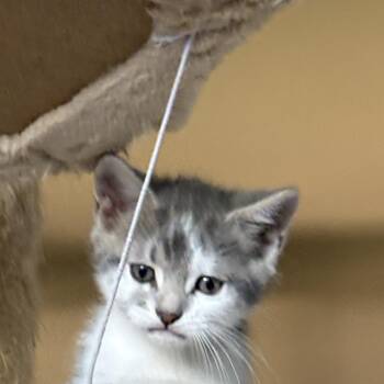Pizza -  Domestic Short Hair Cat for Adoption in Ontario, New York - Pizza | PetCurious