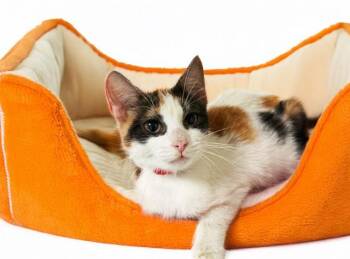 Domestic Short Hair Cats Available for Adoption - CELESTE | PetCurious