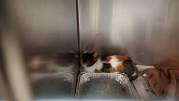 LOUISE -  Domestic Short Hair Cat for Adoption in Aurora, Illinois - LOUISE | PetCurious
