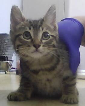 Tom -  Domestic Short Hair Cat for Adoption in Dayton, Minnesota - Tom | PetCurious