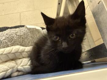 JAGUAR -  Domestic Short Hair Cat Available for Adoption in Frisco, Colorado - JAGUAR | PetCurious
