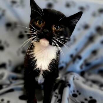 Destiny -  Domestic Short Hair Cat for Adoption in NEW PT RICHEY, Florida - Destiny | PetCurious
