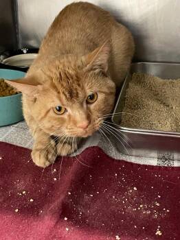 Domestic Short Hair Cats Available for Adoption - Tangro | PetCurious